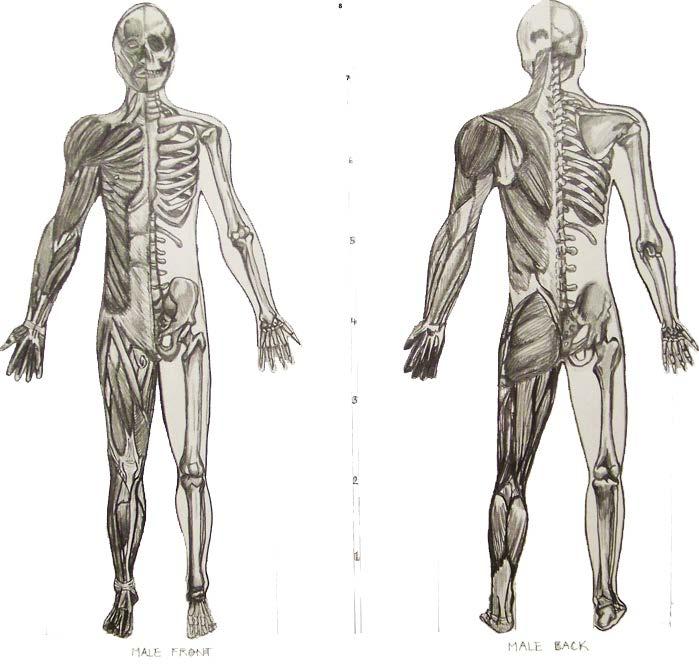 6.6 Muscular & Skeletal System 1. What are the structures of the Skeletal system? Muscular system? 2.
