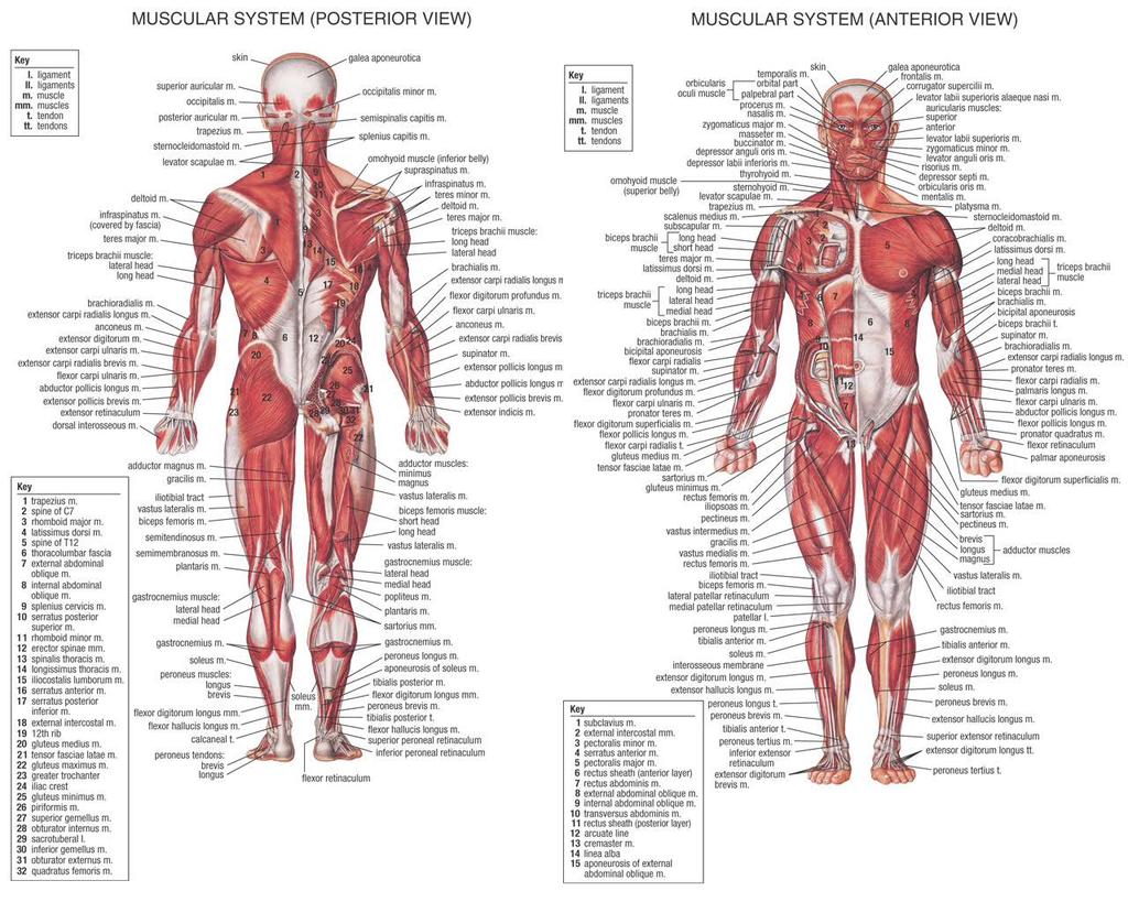 The Muscular System Allows the body to move Helps major organs work (Ex.