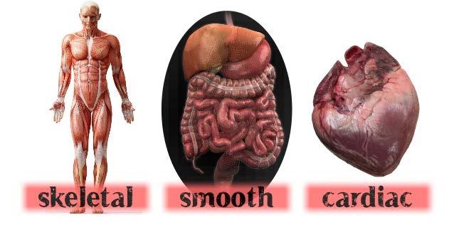 The Muscular System is made up of three types of organs: