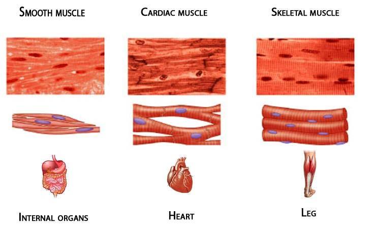 form hollow muscular organs (Ex.