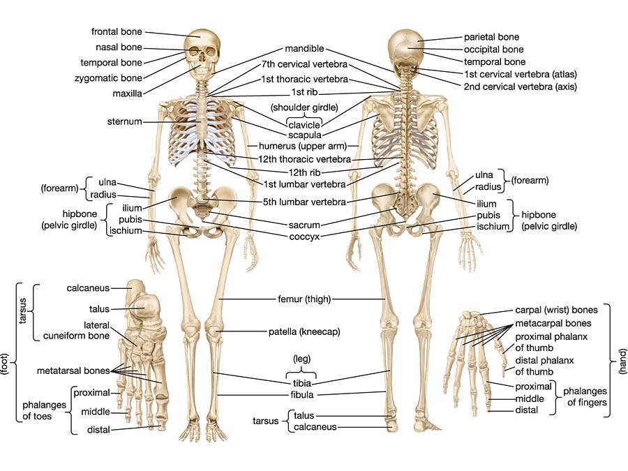 The Skeletal System Supports body and gives it its shape Protects internal