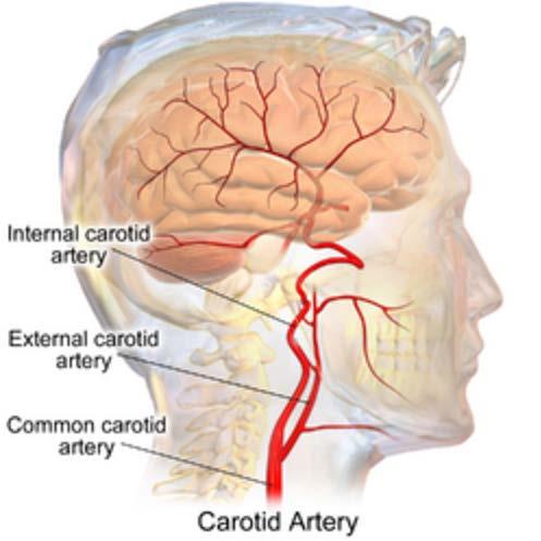 Pulse Activity Find your carotid artery and feel for your pulse.