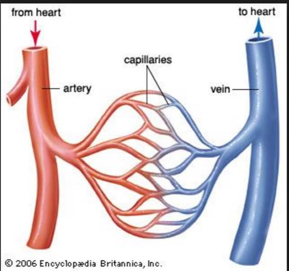 What is the Flow of the Blood? There are two types of blood vessels (tubes that carry the blood) in the circulatory system.