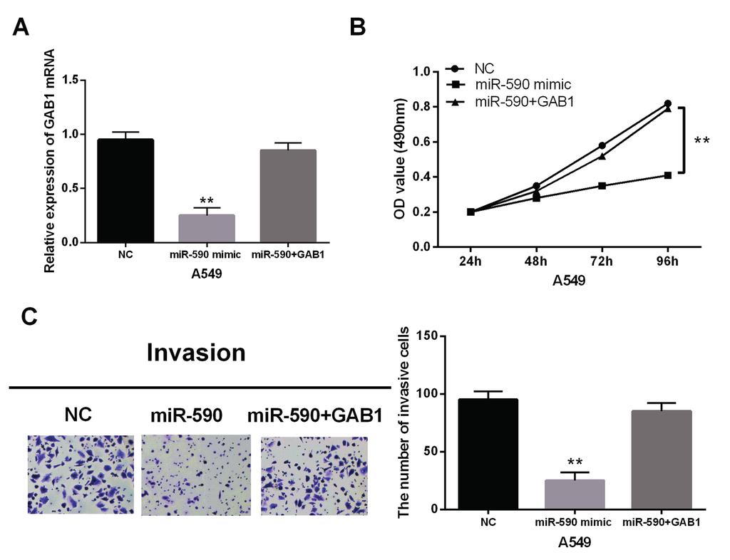 Role of microrna-590-5p in non-small cell lung cancer Figure 5. Overexpression of GAB1 partially inversed the suppressive effect of mir-590-5p on NSCLC.