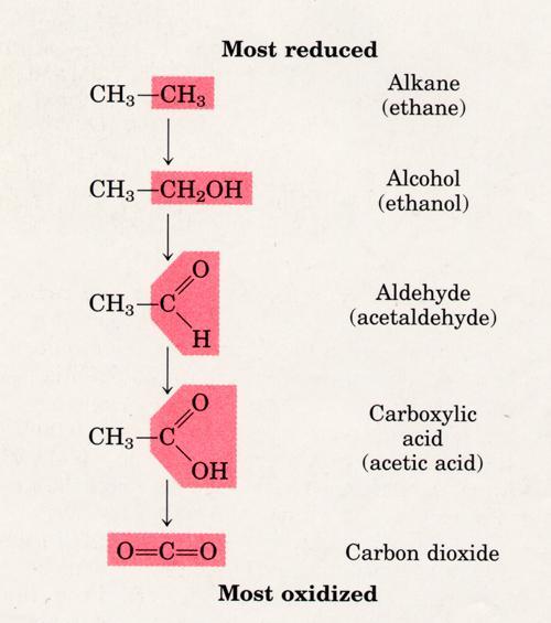 Catabolism, anabolism, and the redox state of carbon Fat, amino acids, phospholipids Carbohydrates Metabolic intermediates Metabolic intermediates Dissolved in body fluids Carbohydrates Catabolism
