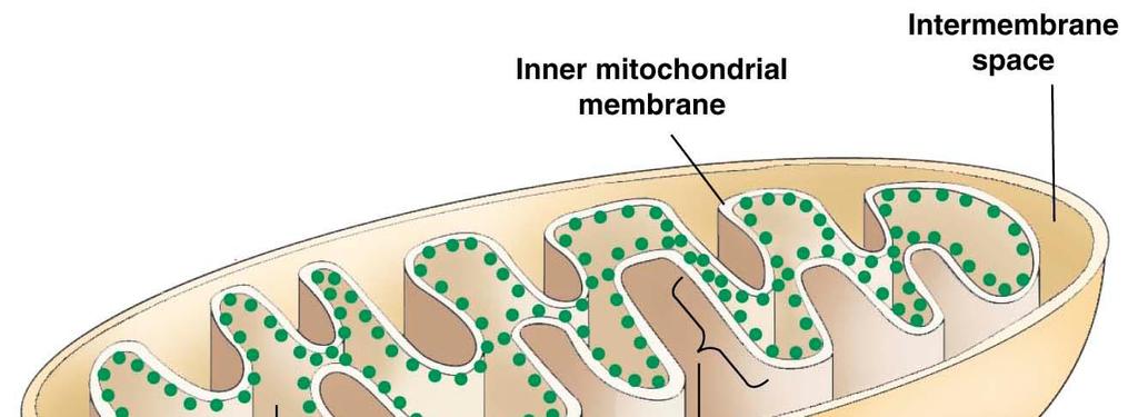 Principal structure of a mitochondrion