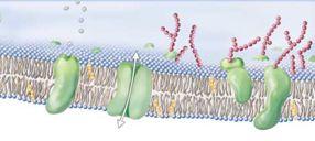 3.1 Cell Membrane: Gateway to the Cell K e y U n d erst a n d i n g s When you have completed this section, you will be able to: relate the fluid mosaic model of membrane structure to the function of