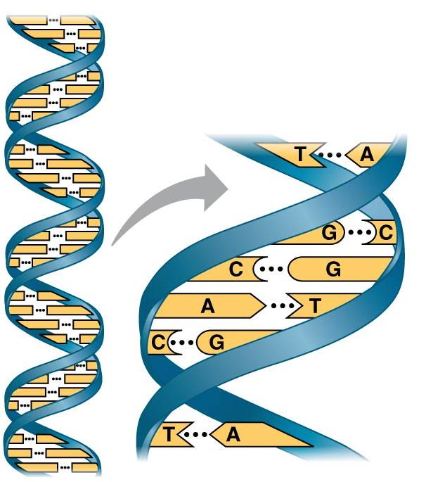 43. Notice that there are five nitrogen bases. Which four are found in DNA? Which four are found in RNA? 44. How do ribose and deoxyribose sugars differ? 45.