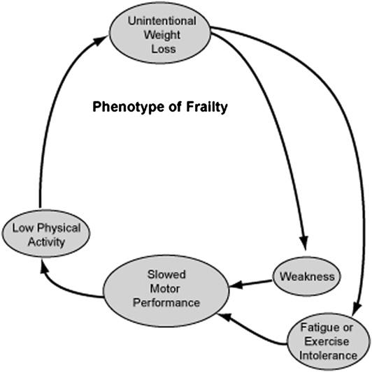 102 Liu & Fielding Fig. 1. Components of frailty. (Adapted from Fried LP, Xue QL, Cappola AR, et al.