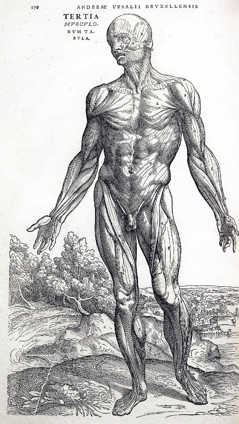 published his groundbreaking work on the heart and the circulation of the blood in 1628. detailed book and challenged the work of Galen who had used animal dissections.