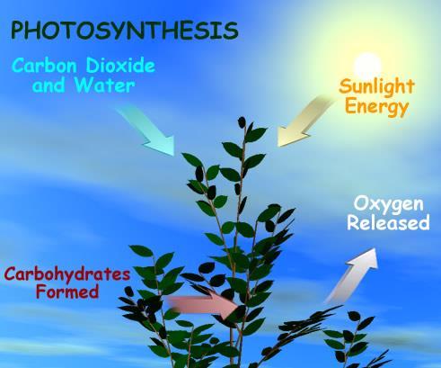 Stage 1: Capturing the Sun s Energy Mostly occurs in the chloroplasts in leaves Pigment- makes leaves green
