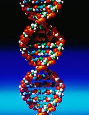 Nucleic Acids Contain instructions that cells need to do jobs Two types: DNA Genetic material that carries info about