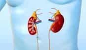 5 quarts Ureters are narrow tubes that connect each kidney to the