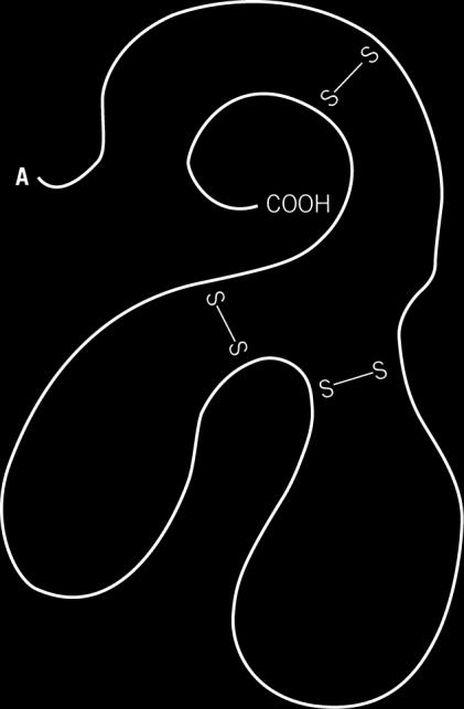 5 Figure 4 shows a molecule of a protein called lactalbumin. Figure 4 a Give the name of the chemical group found at A. b Lactalbumin has a tertiary structure.