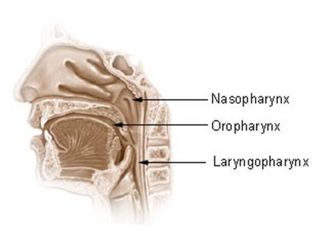 the oropharynx in the middle and the hypopharynx at the bottom of the pharynx.