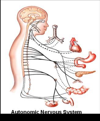 Human Anatomy and Physiology - Problem Drill 15: The Autonomic Nervous System Question No.