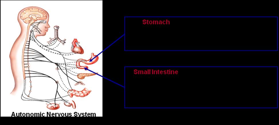 Question No. 8 of 10 Both the sympathetic and parasympathetic divisions of the autonomic nervous system innervate the stomach and the intestine.