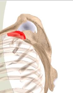 In addition to its structural function, the clavicle protects major underlying nerves and blood vessels as they pass from the