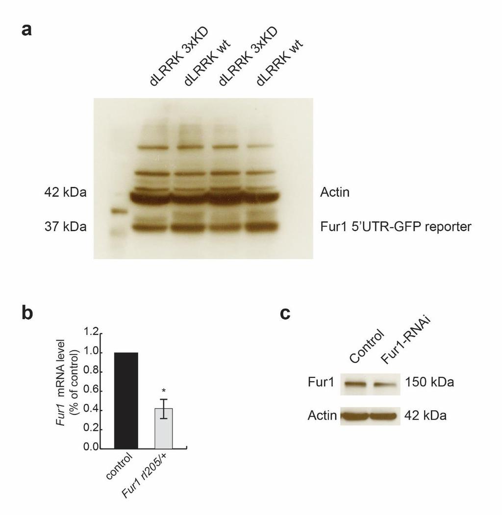 Supplementary Figure 8 Furin1 reporter response to dlrrk overexpression and Fur1 level controls in heterozygous and knockdown larvae (a) Uncropped western blot from Figure 5b of in vivo Fur1-5