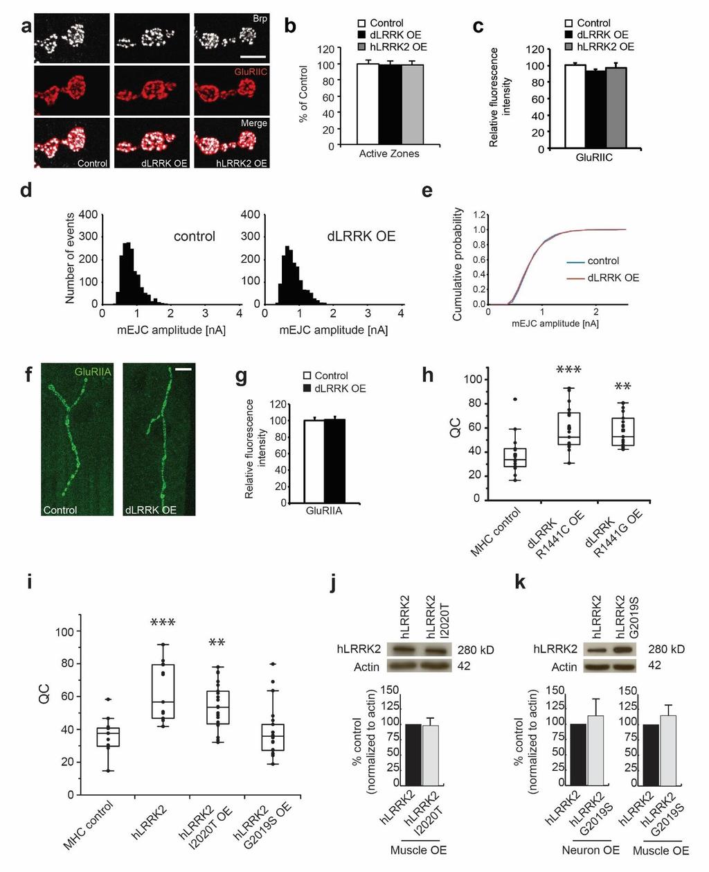 Supplementary Figure 6 LRRK2 postsynaptic overexpression does not influence synaptic structure.
