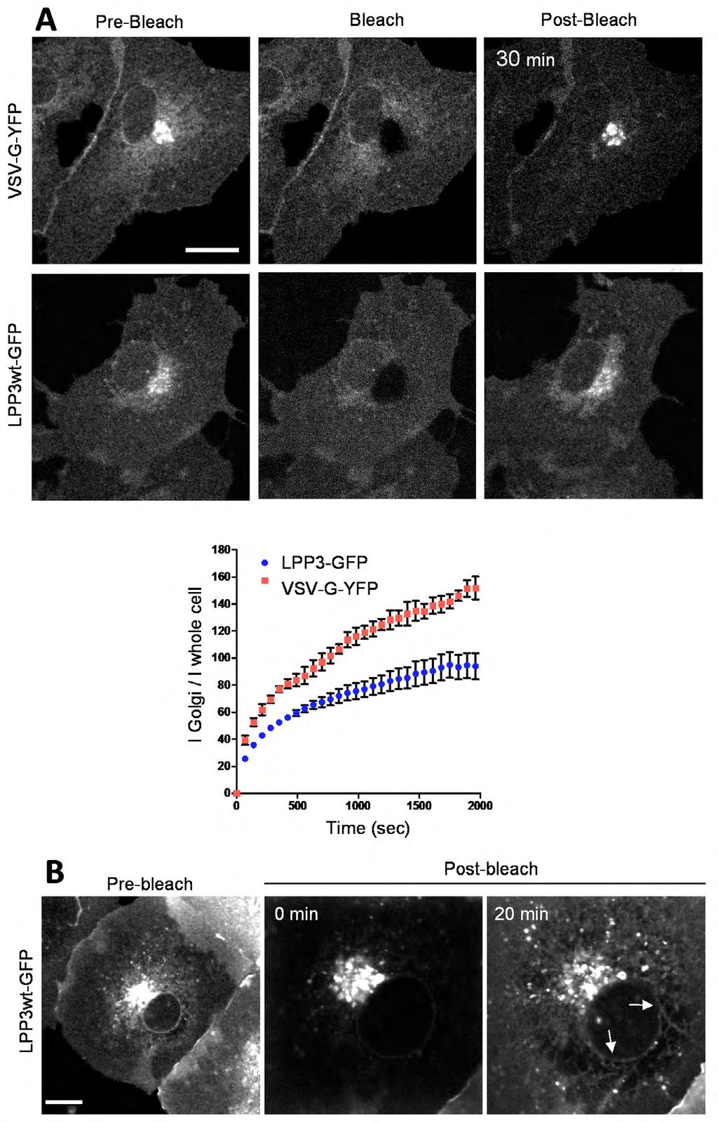 Fig. S2. LPP3 behaves in part as an ER-to-Golgi cycling protein.