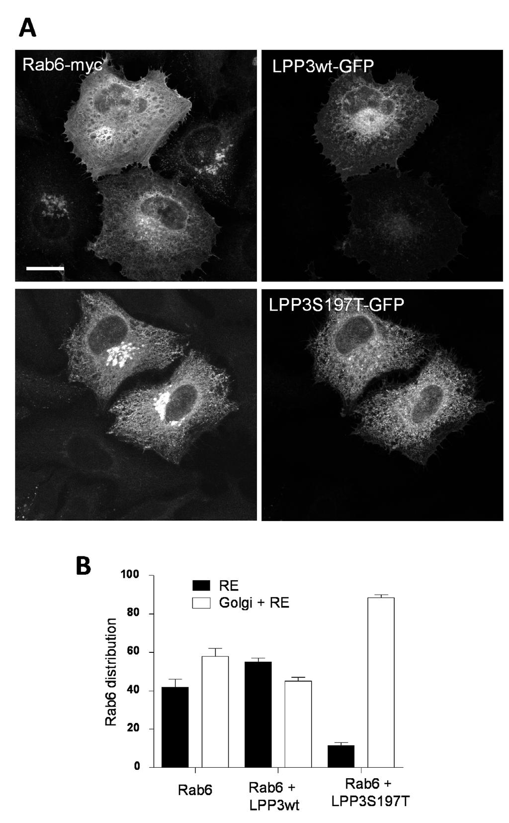 Fig. S8. Catalytically inactive LPP3 prevents the induced redistribution of Rab6 to the ER.