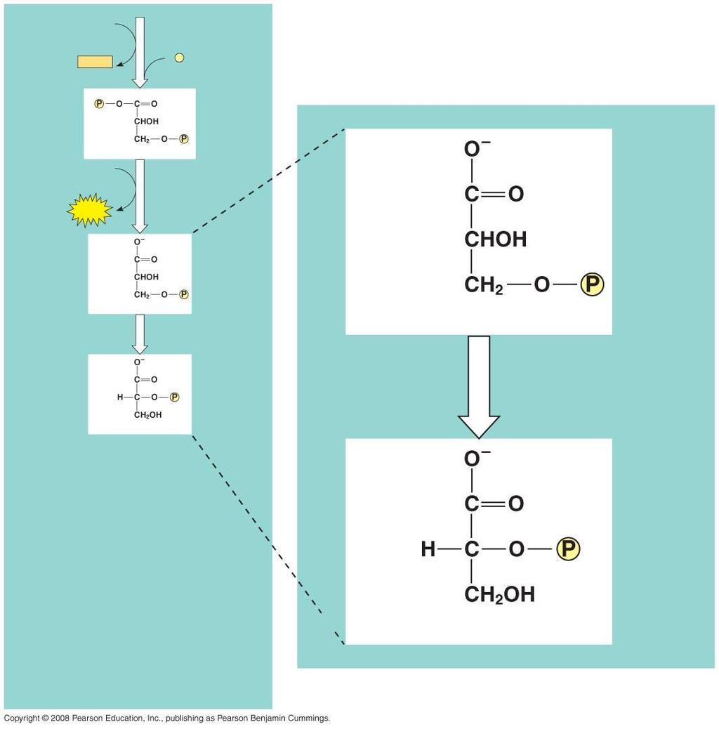 Fig. 9-9-7 NAD + NADH + H + 6 Triose phosphate dehydrogenase P i 1, 3-Bisphosphoglycerate ADP 7 Phosphoglycerokinase