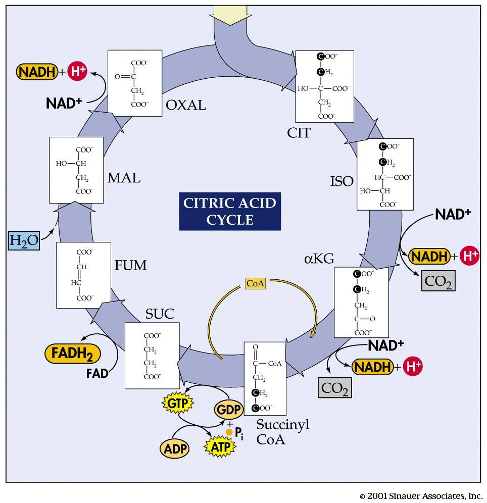 In the citric acid cycle, pyruvic acid from