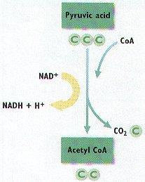 Breakdown of Pyruvic Acid Where mitochondria Pyruvate (3-C) Acetic acid (2-C) 3rd C