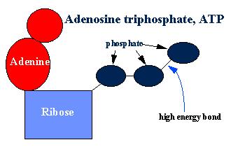 Useable Energy Adenosine Tri-Phosphate (ATP)