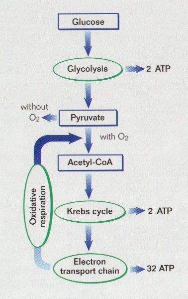 Total ENERGY Yield Glycolysis 2 ATP Krebs Cycle