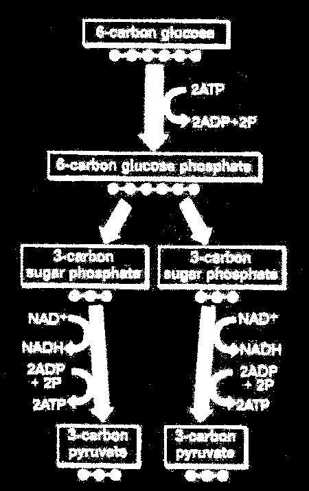 Glycolysis Summary 2 ATP were used to start the process.