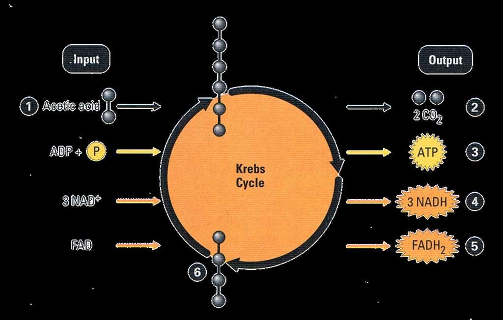 The Krebs Cycle Process: 1. Acetic acid from acetyl-coa joins a 4-C molecule to form a 6-C molecule. General Information: 2. For every acetic acid, 2 CO 2 are produced. Takes place in the matrix 3.
