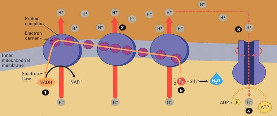 Intermembrane space Electron Transport Chain Mitochondrial Matrix Notes: NADH molecules enter the ETC at the first transport protein and cause the production of 3 ATP molecules.