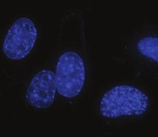 Immuno-blot analyses were performed using antibodies to,,, TBC1D7 (HEK 293, Fig.