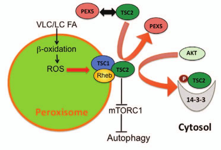 Figure S5 Model for TSC complex localization on peroxisomal membranes, and activation of the -- signaling node by peroxisomal ROS to repress mtorc1 and induce autophagy, or