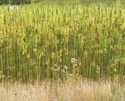 Facts About Hemp US Law defines Hemp as all parts of any Cannabis Sativa plant containing No Psychoactive Properties.