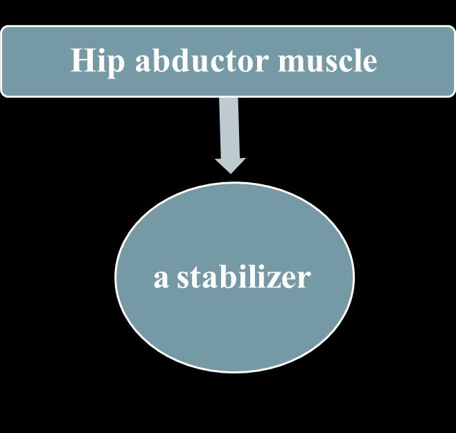 In the current study, fatigue of hip abductors decrease knee extensor's strength.