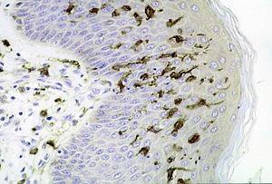 cells Melanocytes Barrier