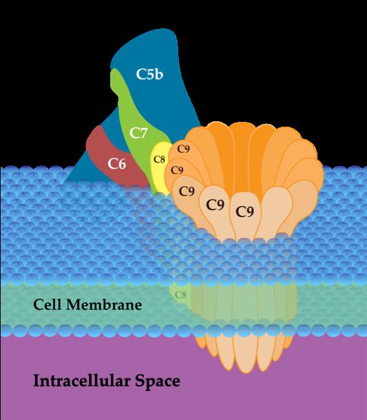 Membrane Attacking complex Source: created by Sara Allyn Liva wikimediacommons