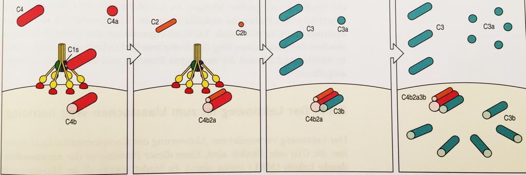 Classical Pathway of Activation Activated C1s cleaves C4 to C4a + C4b, which binds to the microbial surface C4b then binds C2, which is cleaved by C1s to C2a + C2b, forming the C4b2b complex C4b2b is