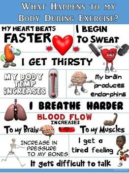 P2 H3, 4 What are the key stages of a warm up? What does the cardiovascular system consist of? What does the muscular skeletal system consist of?