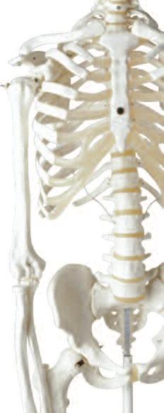 Incorporate complementary management for spine care.