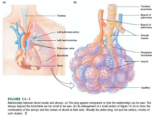 The pulmonary blood vessels generally accompany the airways and also undergo numerous branchings.