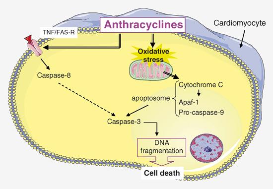 Anthracyclines cardiotoxicity Oxydative stress: multiple irreversible & cumulative damage to myocytes Rare acute toxicity Dilated cardiomyopathy Insidious subclinical Systolic dysfunction Left sided