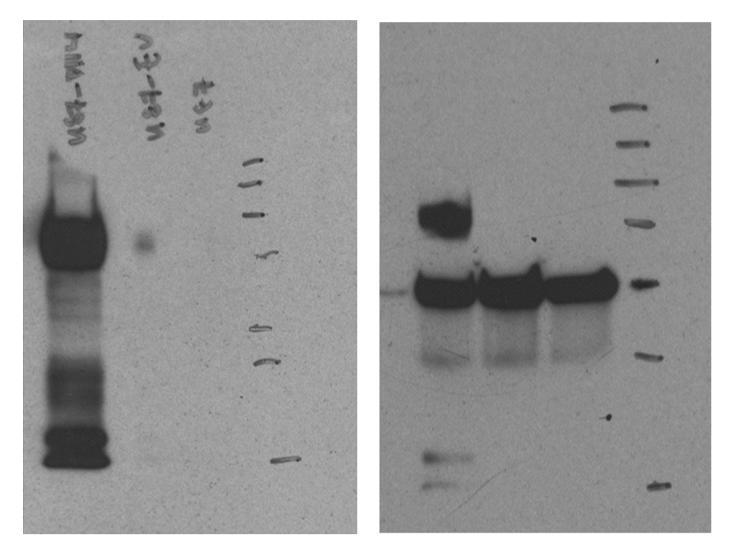 U87-Dll4 U87-EV U87 Dll4 Dll4 + a-tubulin Figure S8. The original images of blots used in Figure 2C.