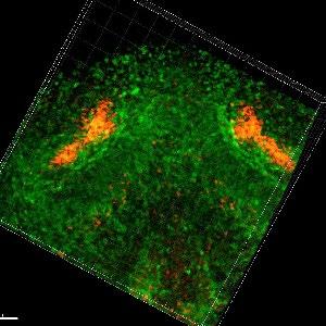 A laser scanning confocal time-lapse video of an E12.0 Fucci G1, S/G2/M transgenic mouse mandible. Red, G1; green, S/G2/M.
