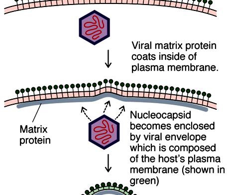 host membrane (enveloped