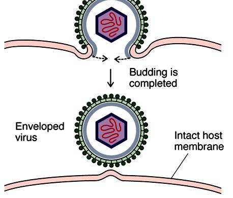 receptor-mediated endocytosis