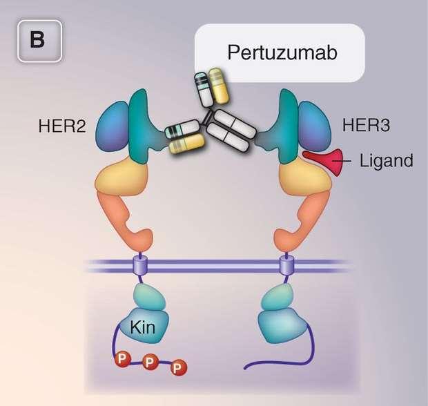 Fig. 2 Epitope binding of HER2 and EGFR therapeutic antibodies.